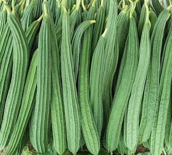 Ridge Gourd