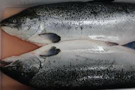 Salmon